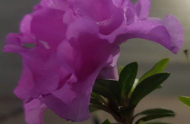 Eis a Questão: De Onde Vem Essa Fragrância Inebriante?